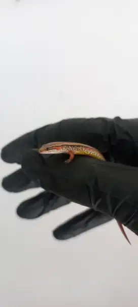 Kadal mini jinak (Little Brown Skink)