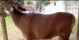 cicilan 4jt/bln sapi qurban 275kilo timbang siap kurban 2025 sapi bali