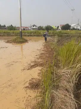 Dijual Tanah Sawah Dekat Cafe Yokasawah Citalang Kota Purwakarta