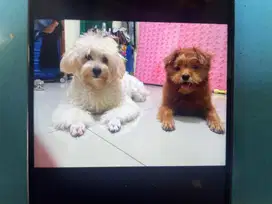 Maltese &pomapoo jantan