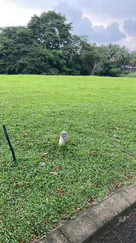 NGOPI SORE DEPAN RUMAH VIEW LAPANGAN GOLF DI SUVARNA SUTERA TANGERANG