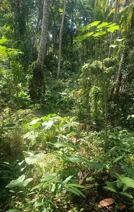 Kebun Kelapa Produktif di Pegubugan Kangin Desa Pesagi Penebel Tabanan