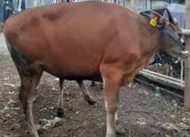 cicilan 4jt/bln 5x sapi bali 275kiloan siap kurban 2025 jamin manteb