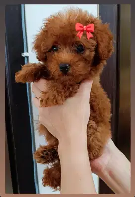 Toy Poodle Puppy