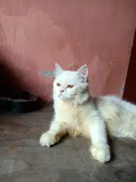 Kucing persia putih