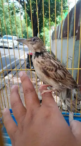 Branjangan Bimakula Lark Jantan Jinak Mulus Pake Ring Rajin Bunyi