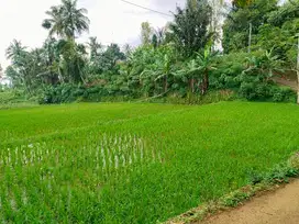 DIJUAL : Sawah Produktif Dekat Ke Jalan Raya Wanayasa Purwakarta.