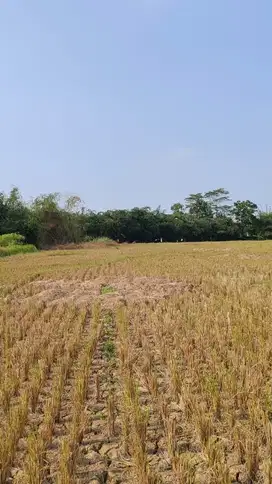 Dijual lahan Sawah kering Pinggir jalan raya sukamukti cikarang bekasi