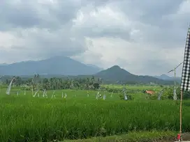 Jual Cepat Tanah Sawah Dekat Jalan raya