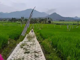 Jual kavling sawah murah dekat Jakarta Bekasi Depok Cibinong