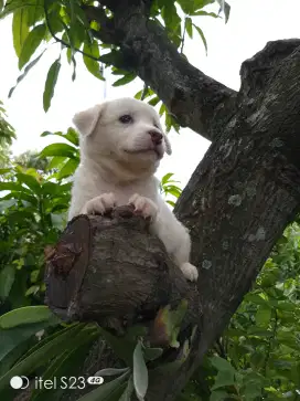 Anakan anjing lucu gemuk gemesin golden mixbreed samoyed istimewa