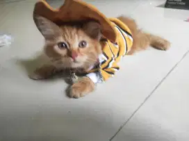 Anak kucing anggora