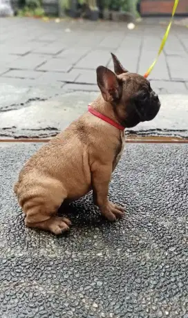 French bulldog puppies