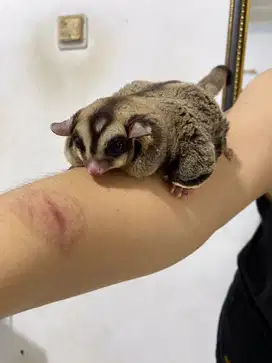 SUGAR GLIDER OBES INDUKAN