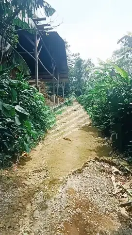 Tanah datar lokasi sangat sejuk