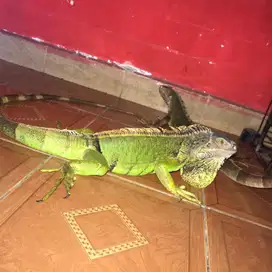 IGUANA GREEN 110CM