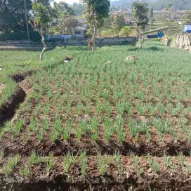 Dijual tanah Ciwidey, kab. Bandung