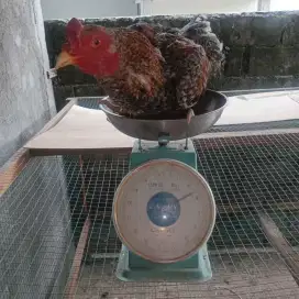 Ayam kampung, belehan, potong, jogja