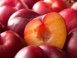 Bibit Tanaman Plum Aussie Siap Tanam