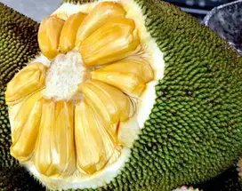 Bibit Tanaman Nangka Madu Siap Tanam - Harga Murah