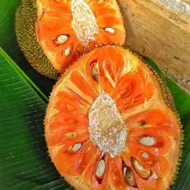 Bibit Tanaman Nangka Merah / Red Jackfruit - Kualitas Super