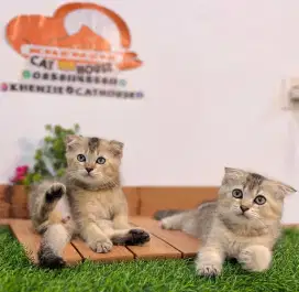 Kucing kitten Scottish golden fold lucu bisa diantar