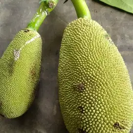 Bibit Tanaman Nangka Sayur / Tewel / Gori - Siap Tanam