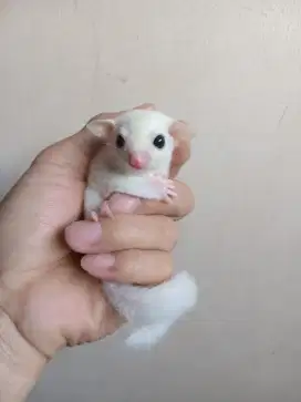 SUGAR GLIDER LEUCISTIC JOEY