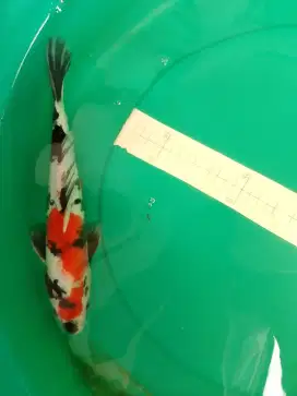 Ikan koi jenis Showa Doitsu 35cm HQ