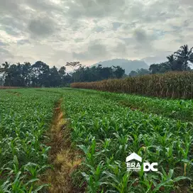 Tanah Perkebunan Luas 12.000 m² Sangat Asri Cangkiran Mijen