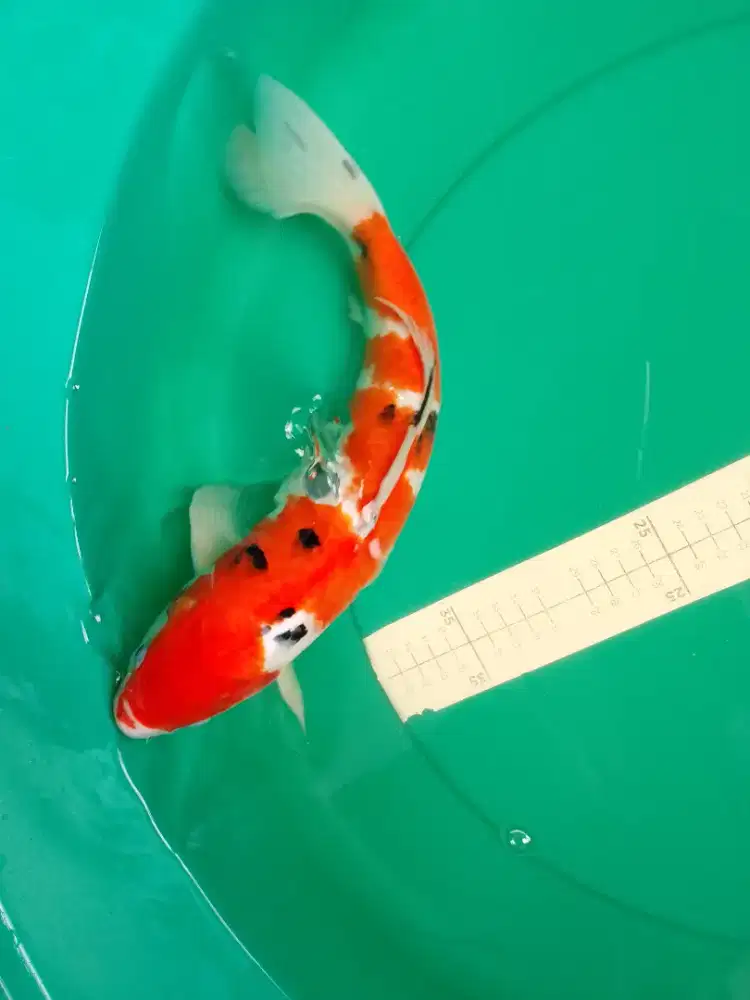 Ikan koi jenis Sanke 38cm High Quality
