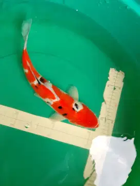 Ikan koi jenis Sanke ukuran 38cm