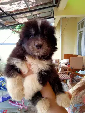 Alaskan malamute