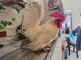 Ayam kate sepasang