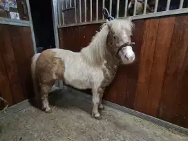 kuda poni impor kuda pony import asli mini