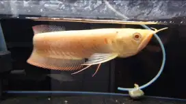 Arwana brazil albino 30cm