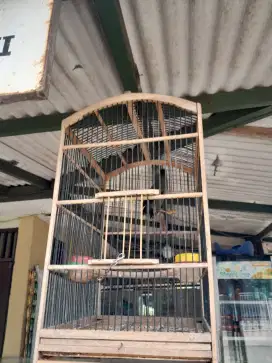 Burung jalak mata merah rajin