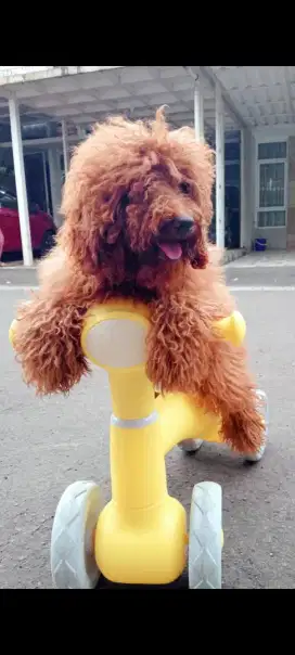 Jual Anjing Poodle Coklat