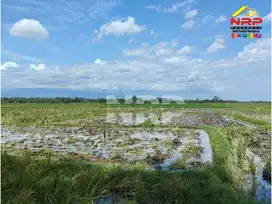 Dijual Tanah Sawah Murah di Rogojampi - Banyuwangi