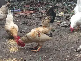 Jual Ayam Kate Siap Produksi