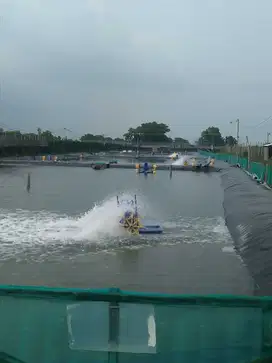 Tanah Tambak Udang Fanami Masih Aktif Lokasi di Desa Permisan Porong