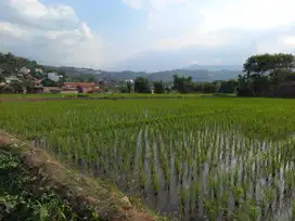 Di Jual Tanah Sawah Mianroad Soreang Arah Ciwidey Bandung