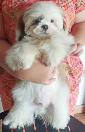 Puppy Shihtzu Jantan super Glamour