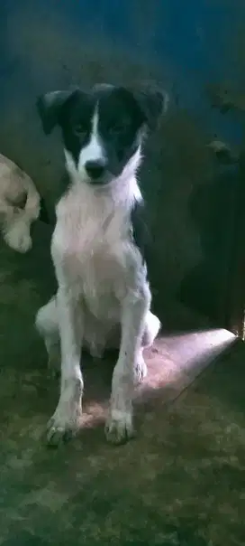 Anak anjing usia 3 BLN.
