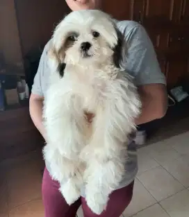 Puppy Shihtzu jantan super Cute