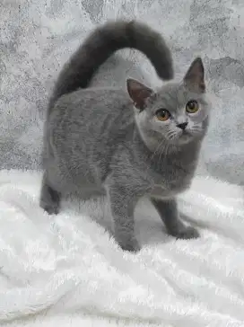 British Shorthair / Kucing BSH