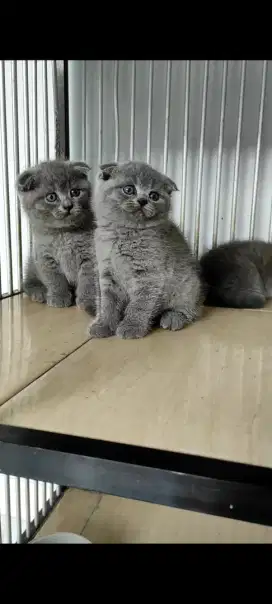 Kucing Scottish fold/ Kucing SF / BSH