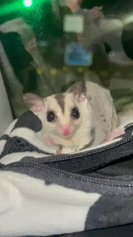 sugar glider white face