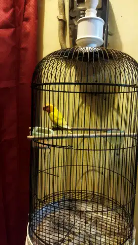 Burung lovebird