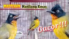 JUAL MURH BRNG KUTILANG EMAS GACOR,JINK,LNGSNG NYANYUT,BS UTK PNCINGN